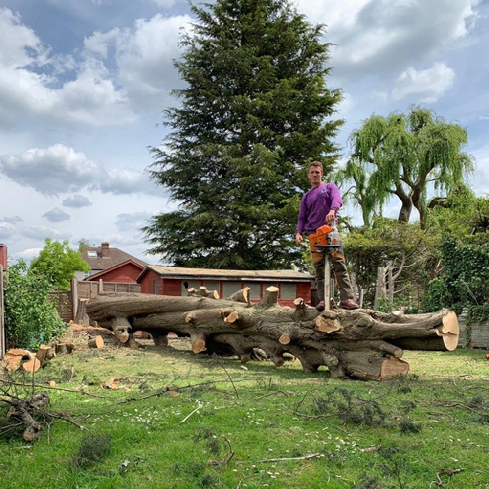 Carpenter Tree Surgeons - Tree Removal Services