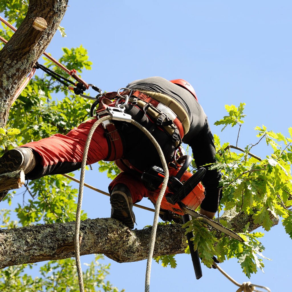 Pollard tree - Carpenters tree care