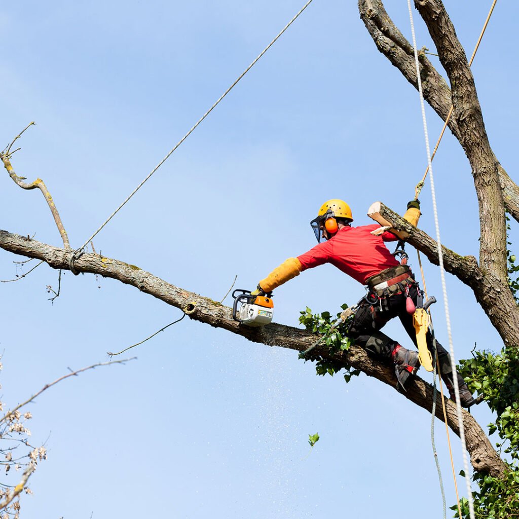 Carpenters tree care - Pollarding