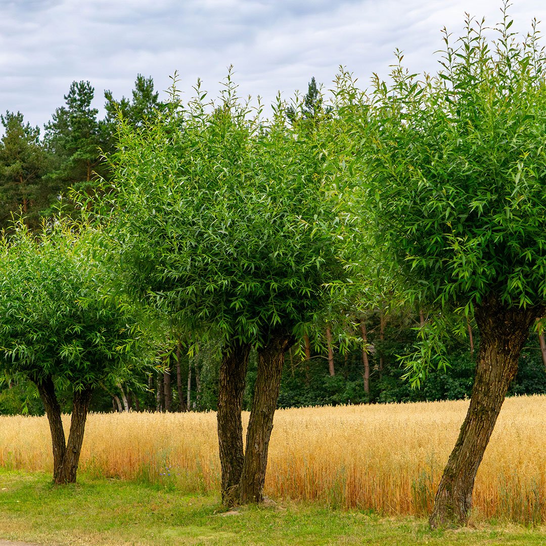 Tree pollarding sutton