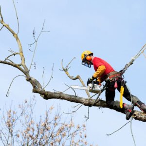 Carpenters tree care pollarding service sutton