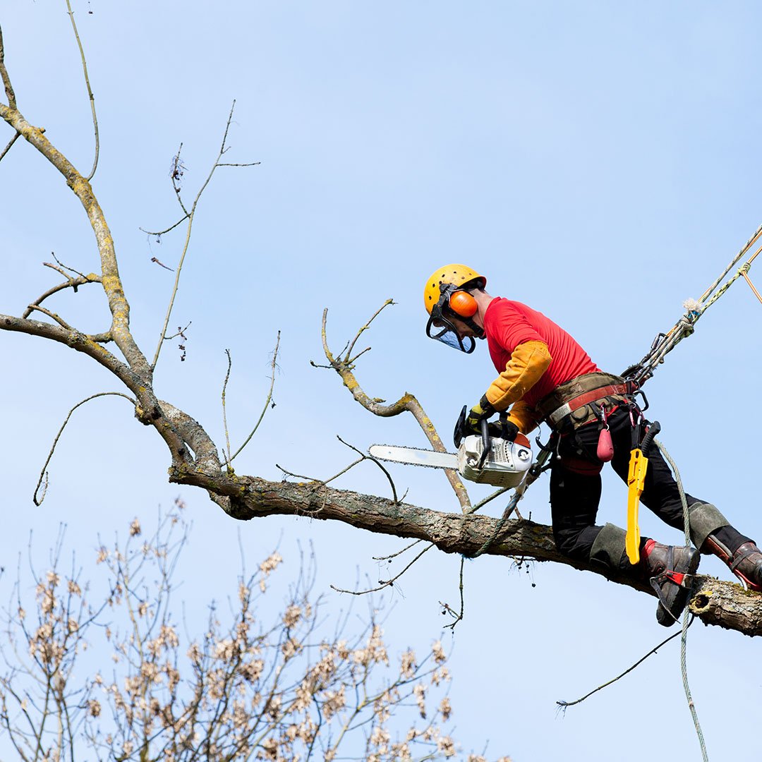Carpenters tree care pollarding service sutton
