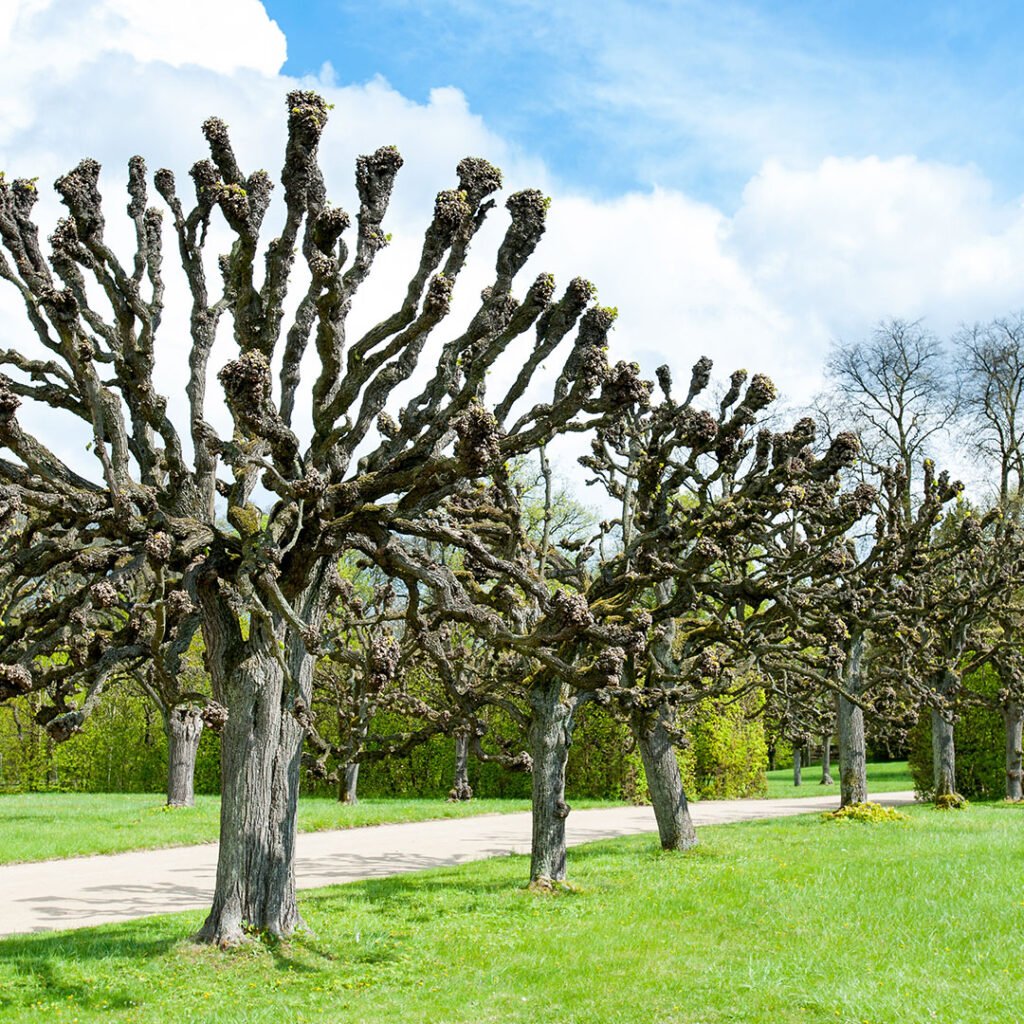 Carpenters tree care top pollarding in Sutton