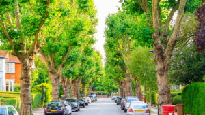 Tree pollaring in Sutton