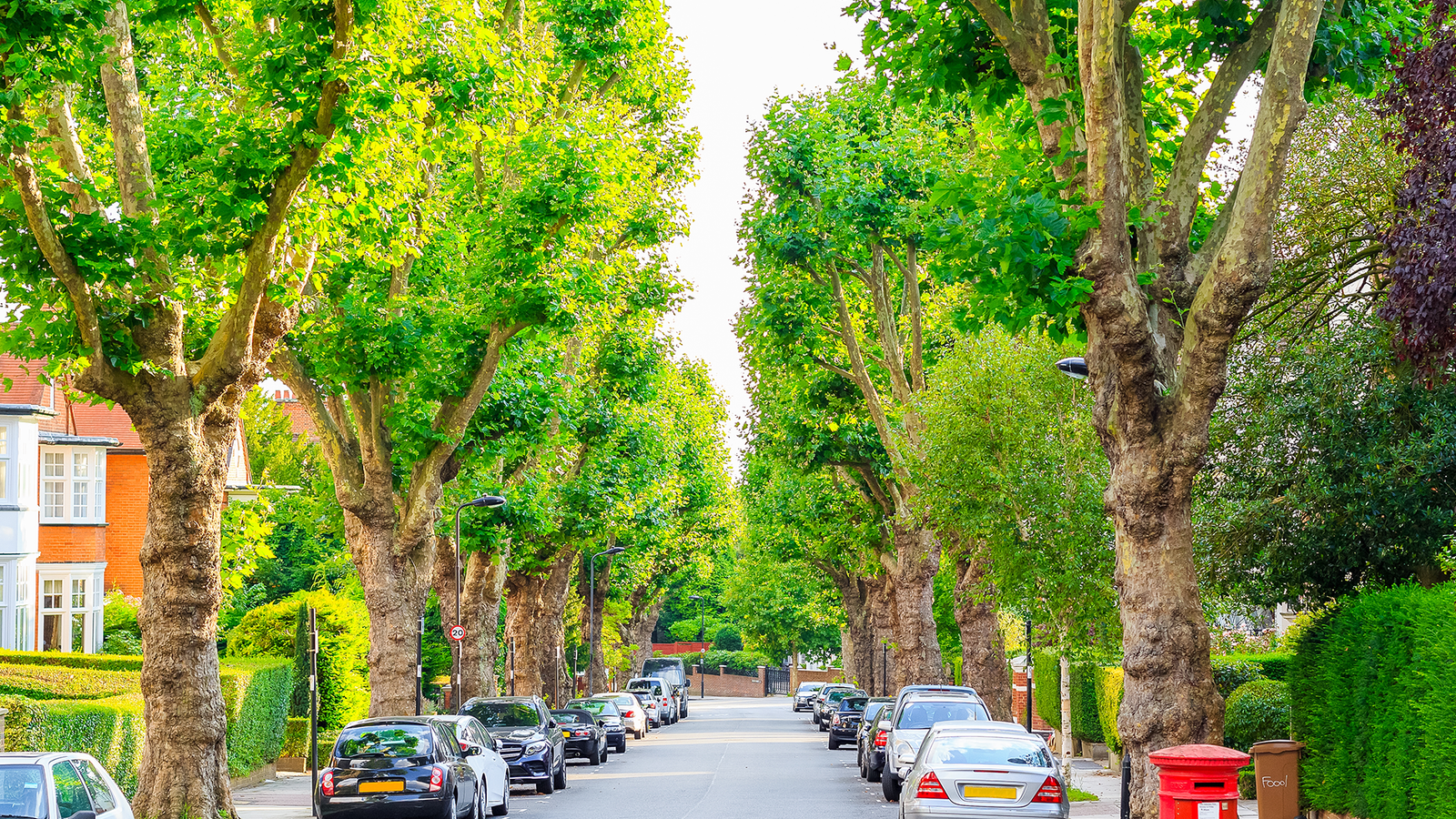 Tree pollaring in Sutton