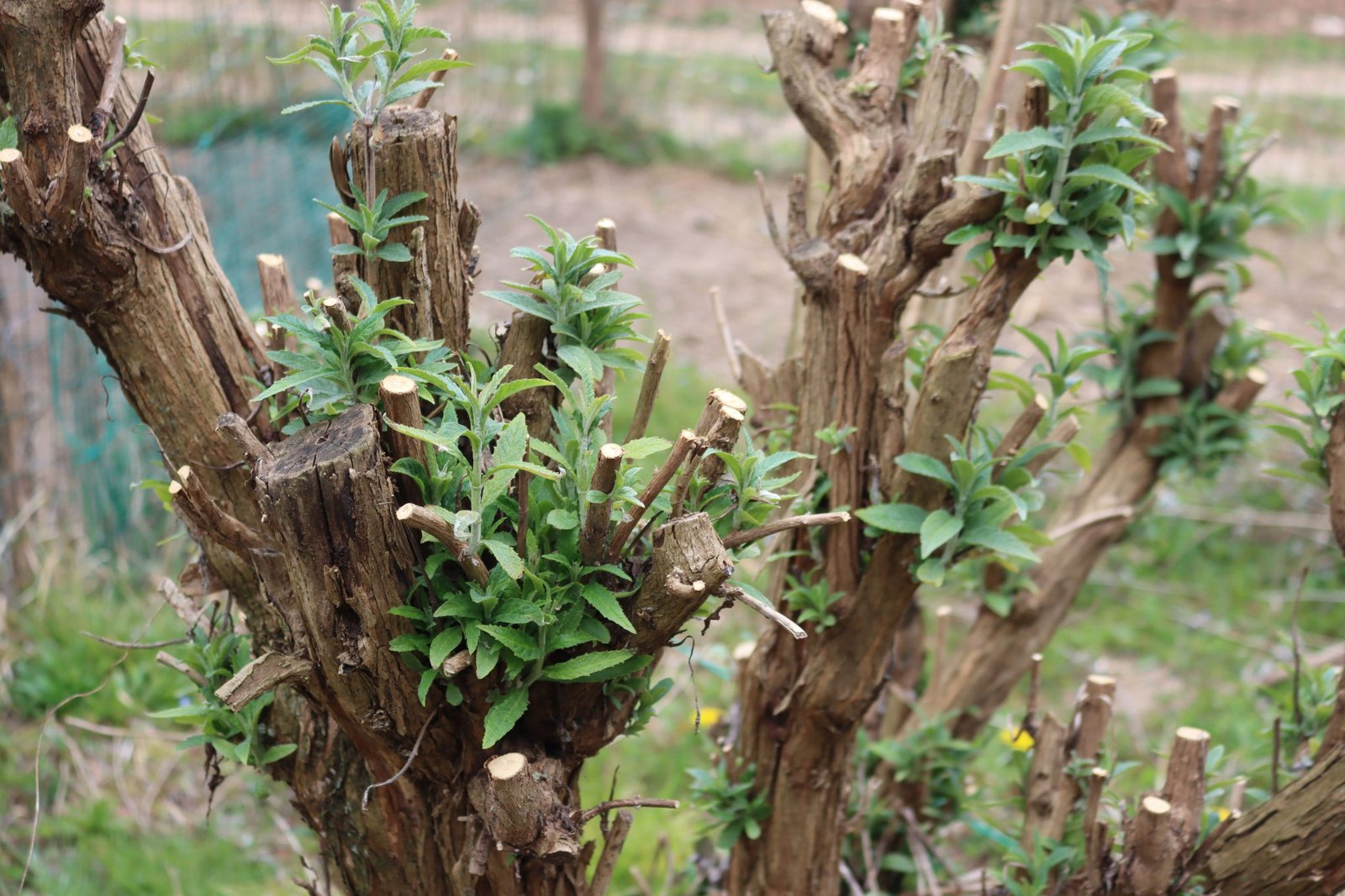 Pruned branches of  Buddleja or Butterfly bush  with new fresh green leaves on springtime
