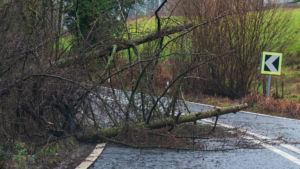 Emergerncy tree care Sutton