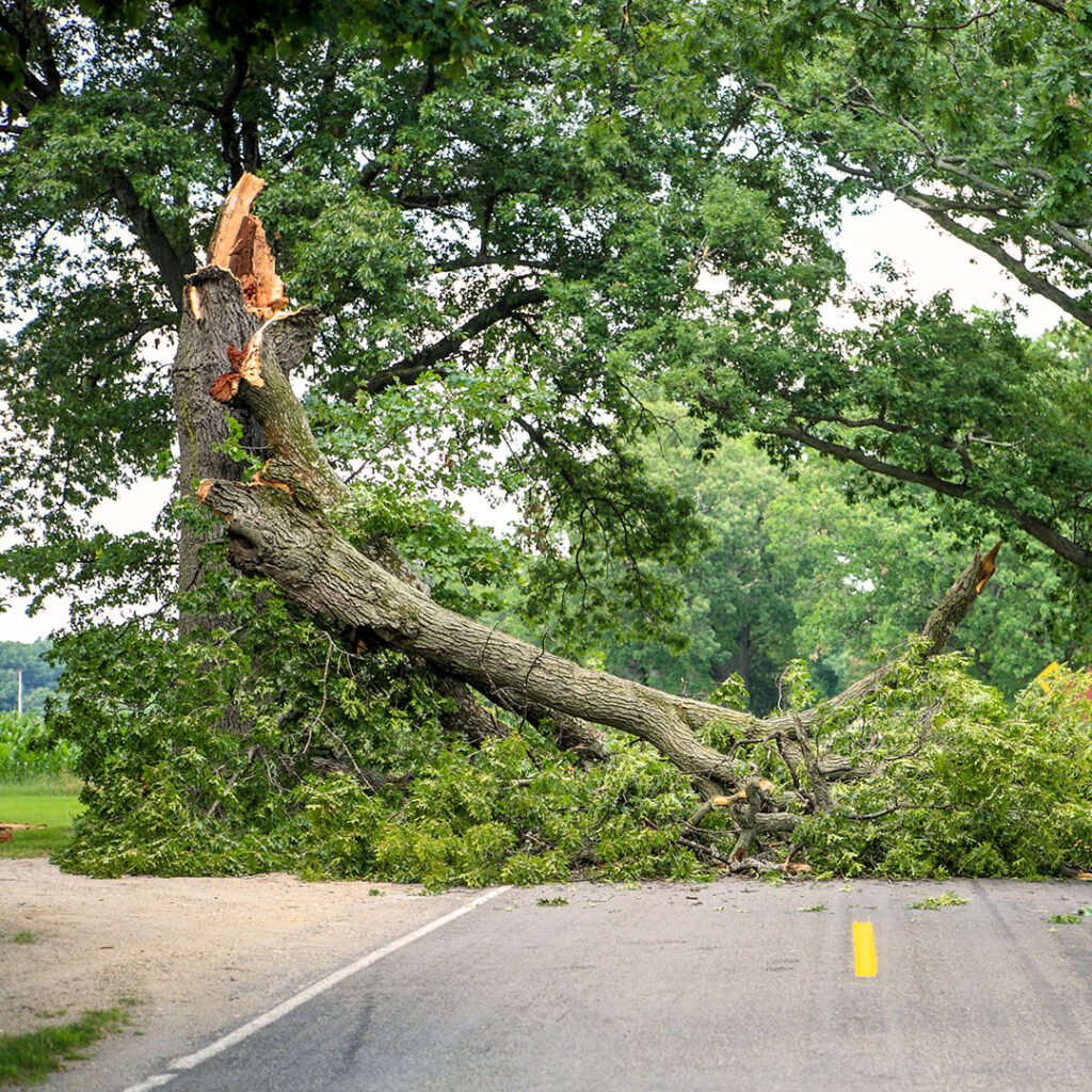 Storm damaged tree in Sutton