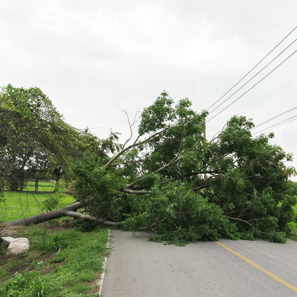 Storm damaged tree in Sutton