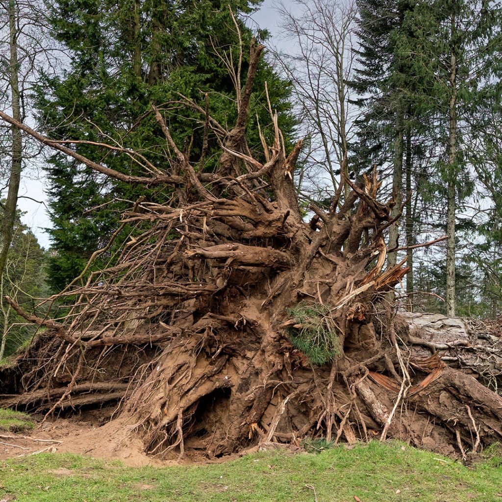 Storm damaged tree