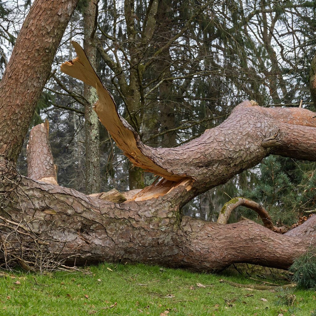 Emergency tree work in sutton