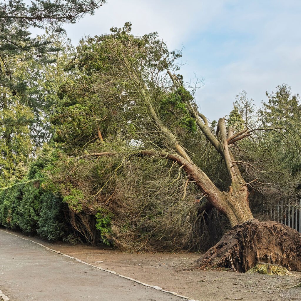 Storm tree sutton