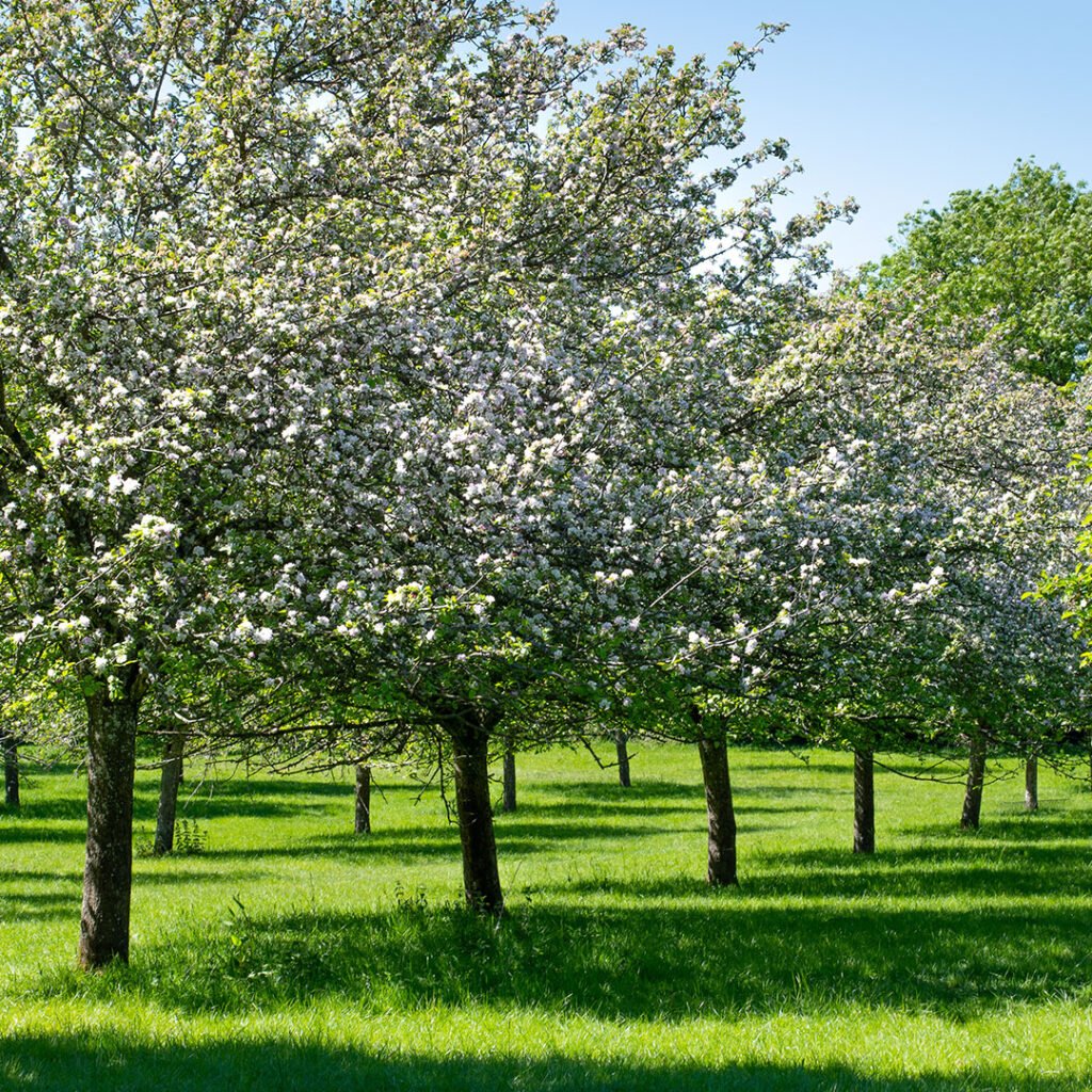 Carpneters summer tree care