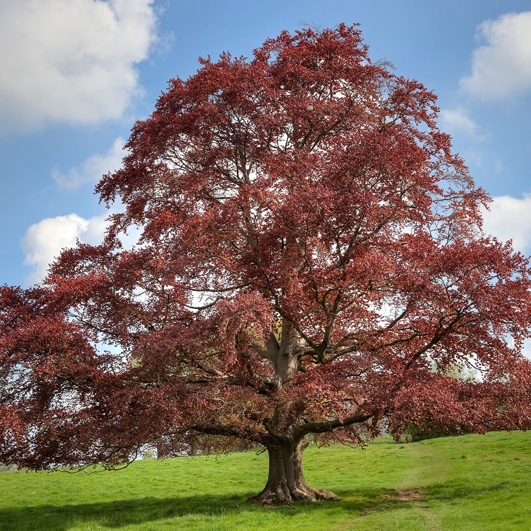 Summer tree care_0000s_0004_AdobeStock_1659587020
