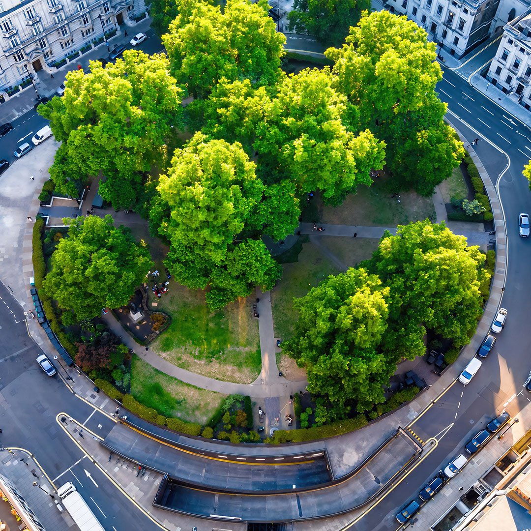 Commercial summer tree care