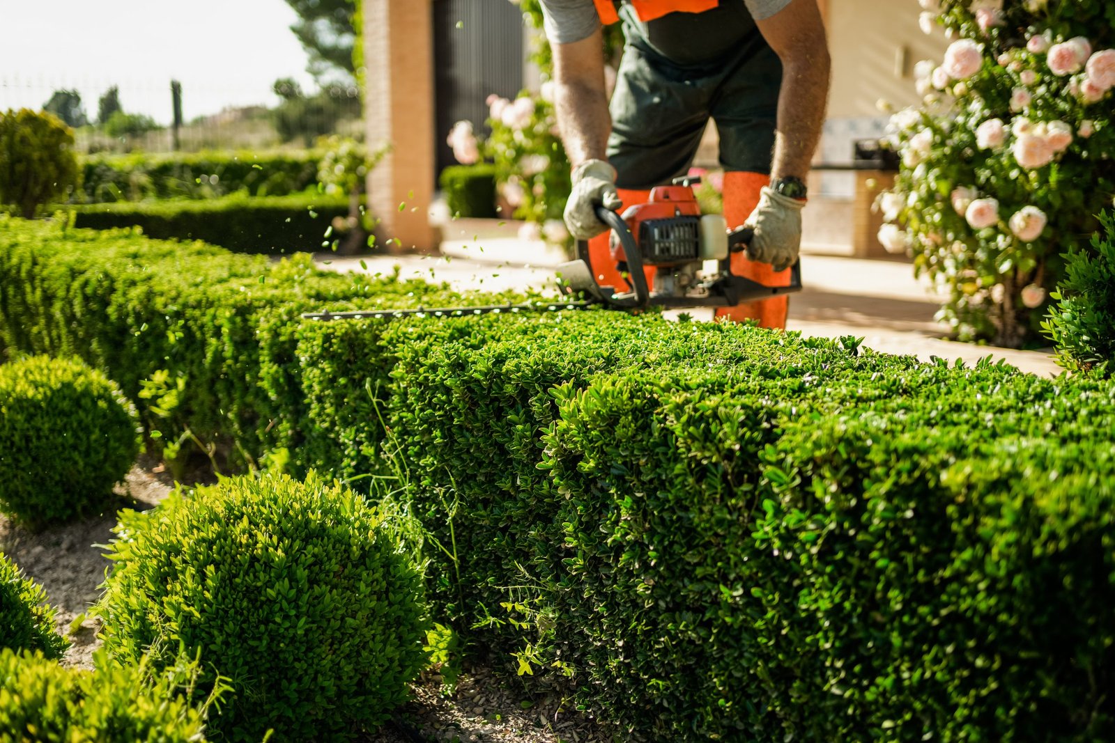 Home and garden concept. Hedge trimmer in action. Shrub trimming work. Shrub pruning. Gardening and trimming activities. Great detail of the cut leaves splashing.
