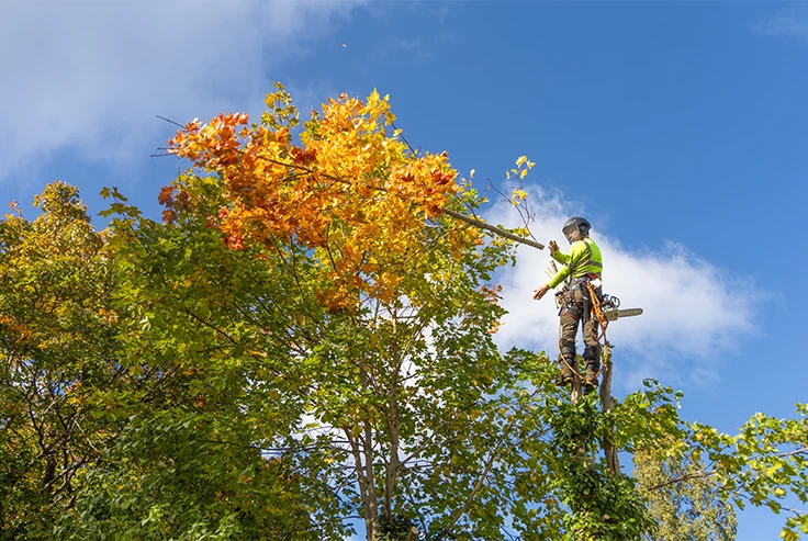 Crown Reduction Surrey - Carpenters Tree Care