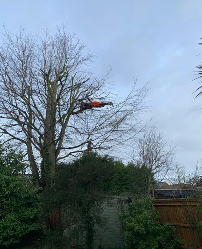 Crown Reduction Surrey - Carpenters Tree Care