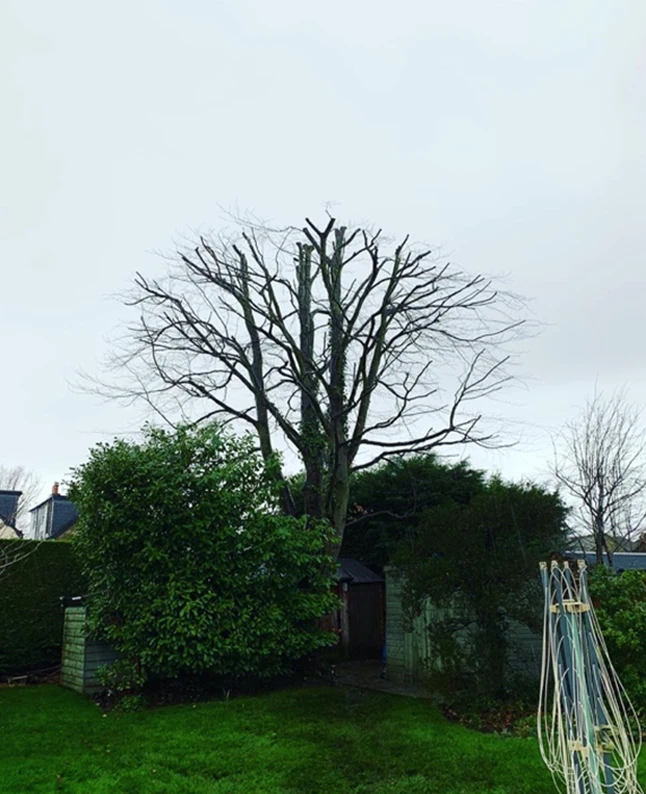 Crown Reduction Sutton - Carpenters Tree Care