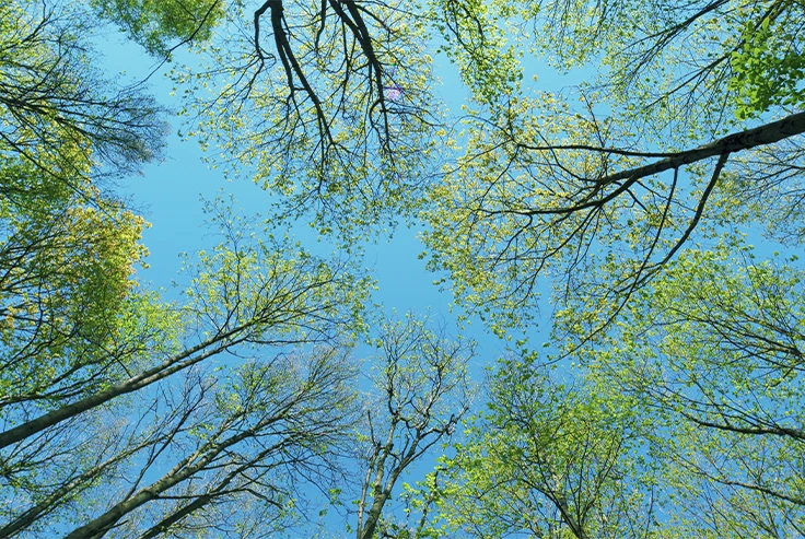 Crown Reduction in Surrey - Carpenters Tree Care