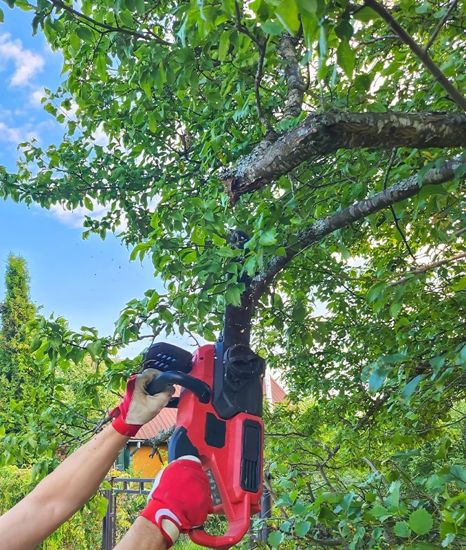 Cutting Back Trees Surrey - Capenters Tree Surgeons London