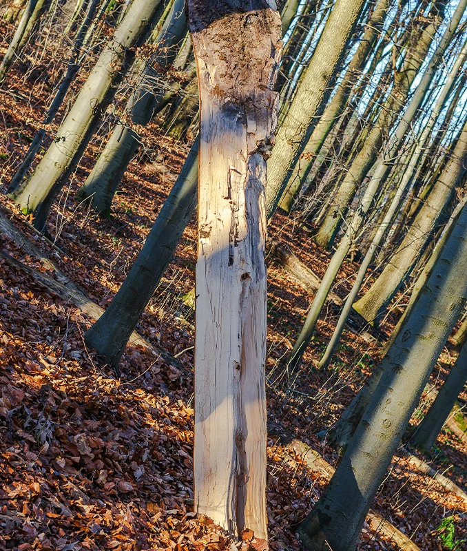 Dead Wooding Services Services Surrey - Capenters Tree Surgeons London