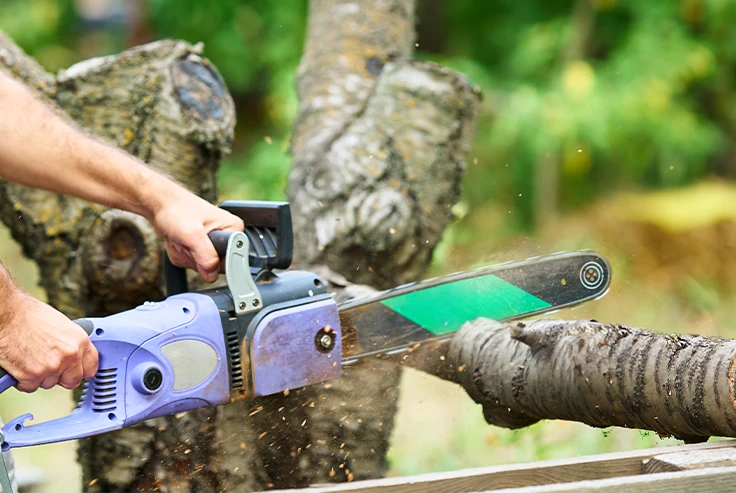 Dead Wooding Services Surrey