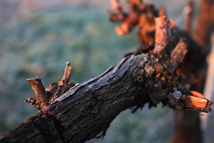 Dead Wooding Services in Surrey