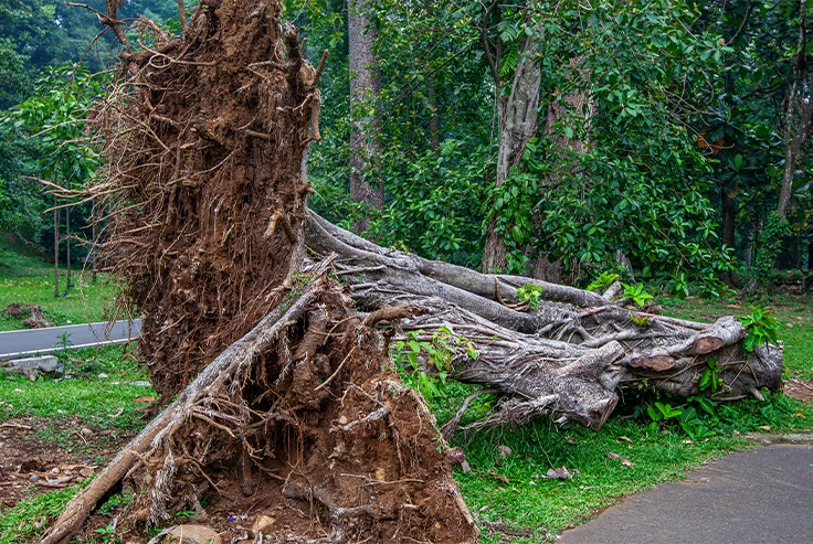 Emergency Tree Care in London - Carpenter Tree Care Services London