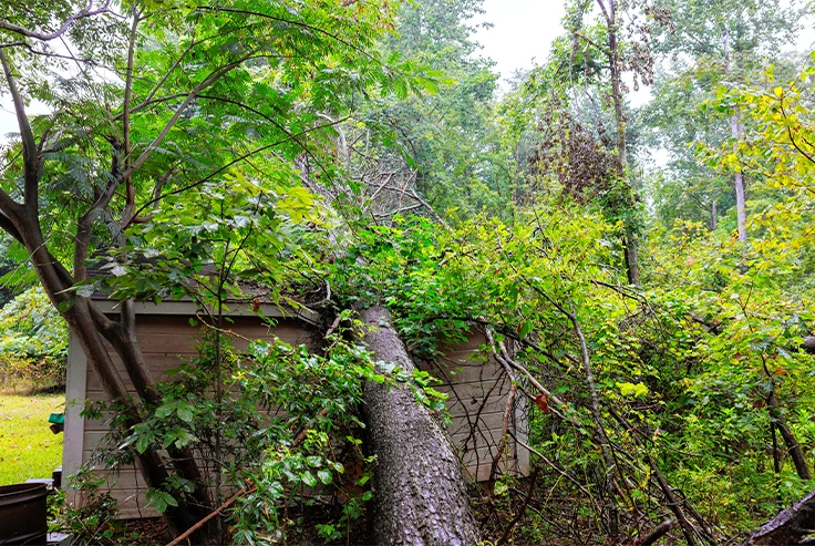 Emergency Tree Care in London - Carpenter Tree Care Surrey