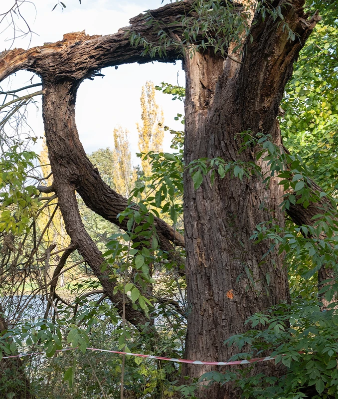 Emergency Tree Services Surrey - Capenters Tree Surgeons London