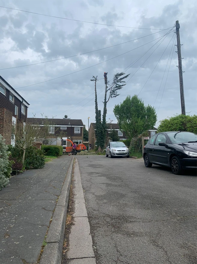 Expert Local Tree Removal Services - Carpenters Tree Care London