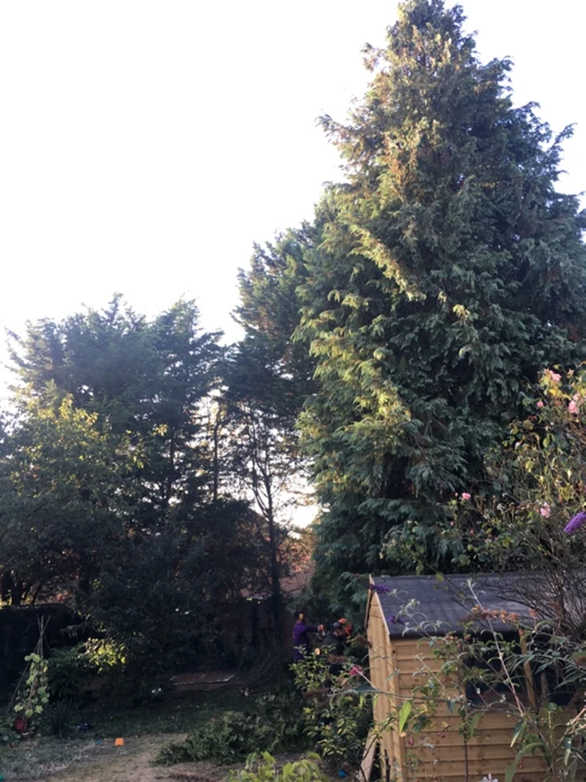 Garden Clearance Surrey - Carpenters Tree Care London