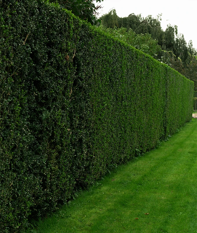 Hedge Trimming Services Surrey - Capenters Tree Surgeons London