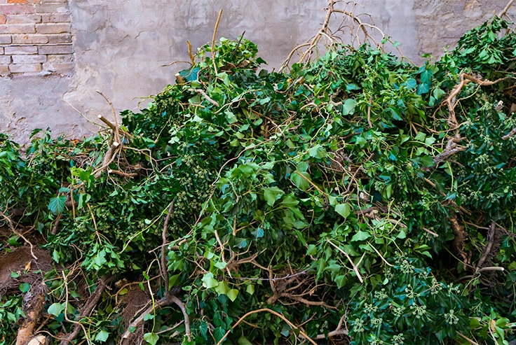 Ivy Removal Services London