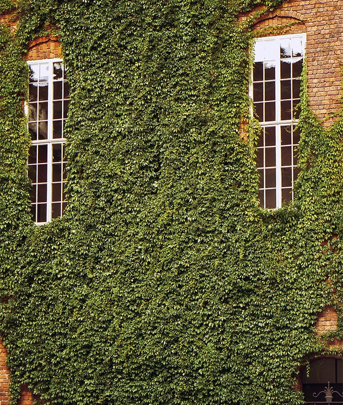 Ivy Removal Services Surrey - Capenters Tree Care London