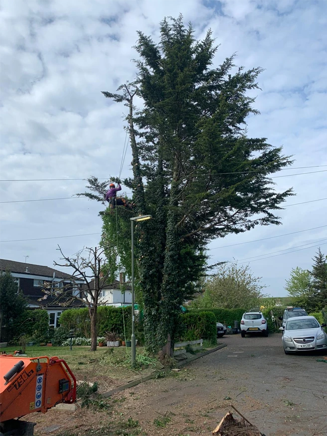 Local Tree Removal Services - Carpenters Tree Care London