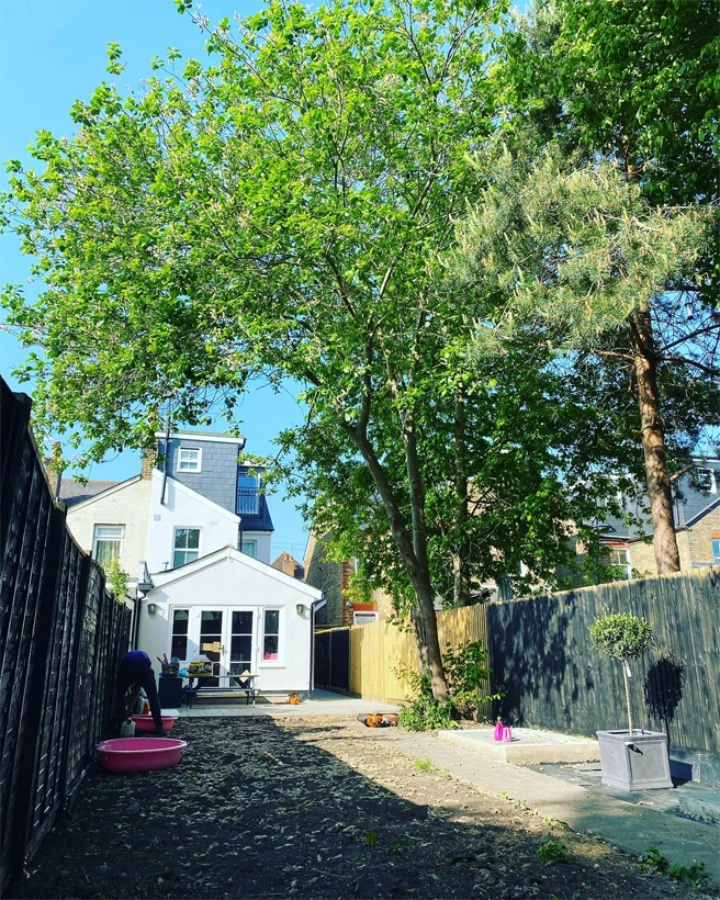 Professional Tree Removal Services Near You - Carpenters Tree Care London