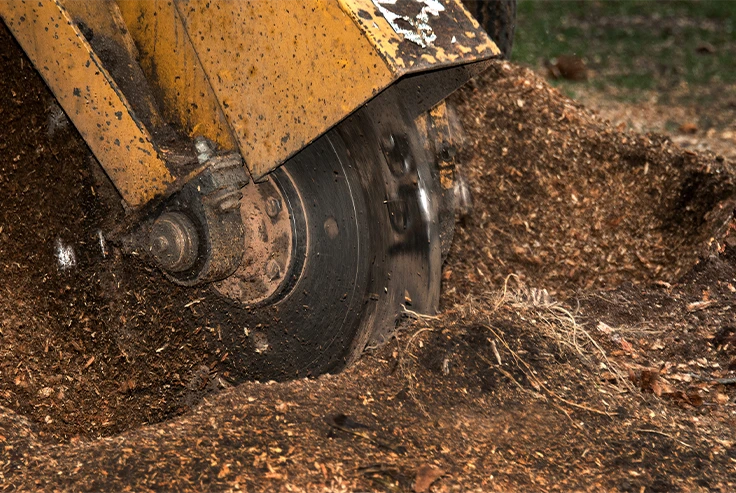 Stump Grinding Services London - Carpenters Tree Care