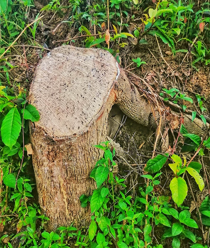 Stump Grinding Services Surrey - Capenters Tree Care London