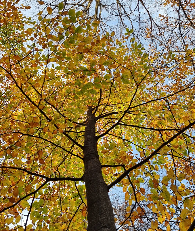 Tree Crown Reduction Services Surrey - Capenters Tree Care