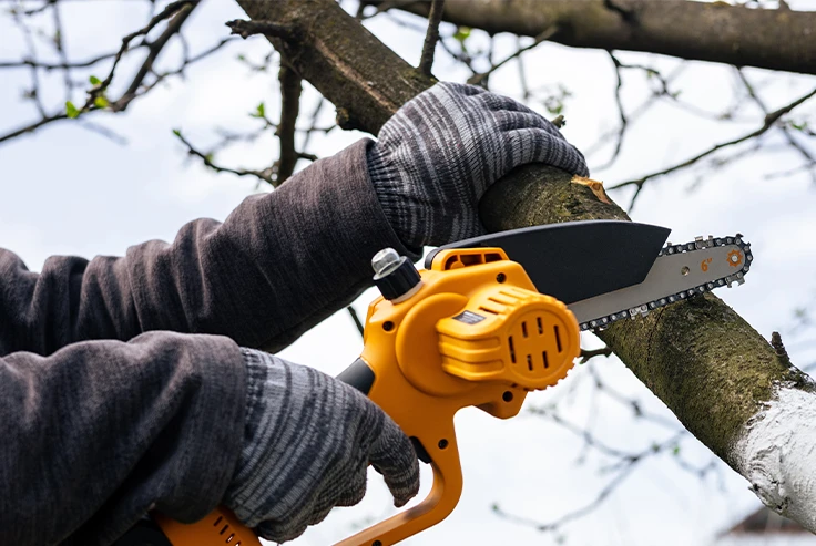 Tree Cutting Back London