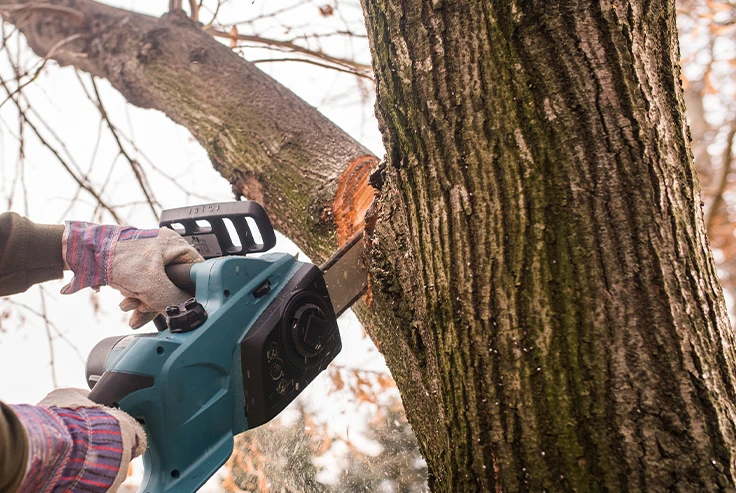 Tree Cutting Back Surrey