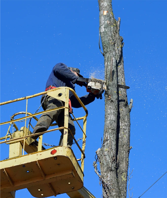 Tree Felling Services - Carpenters Tree Care