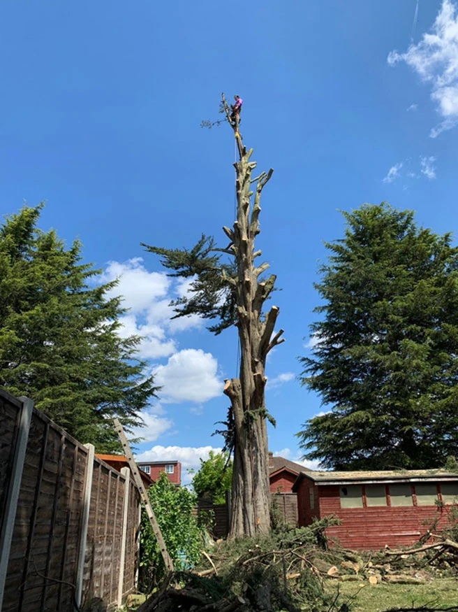 Tree Felling Services Worcester Park - Carpenters Tree Care