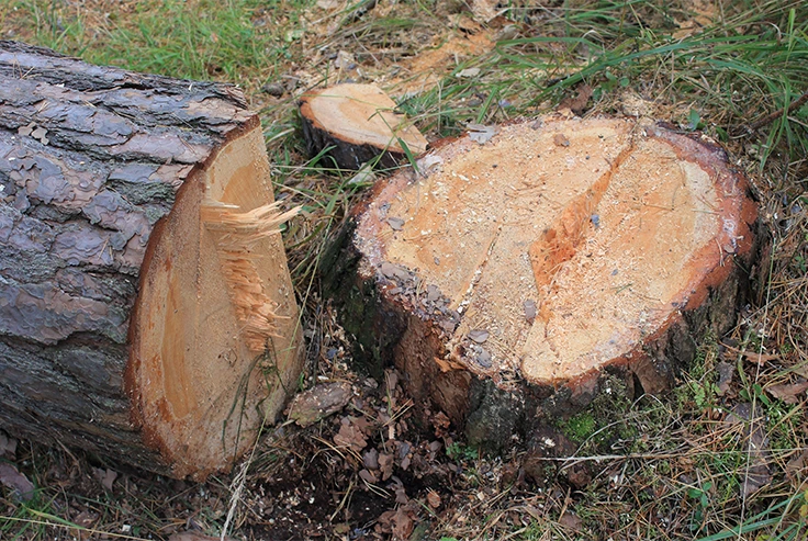 Tree Felling Services in London - Carpenters Tree Care London