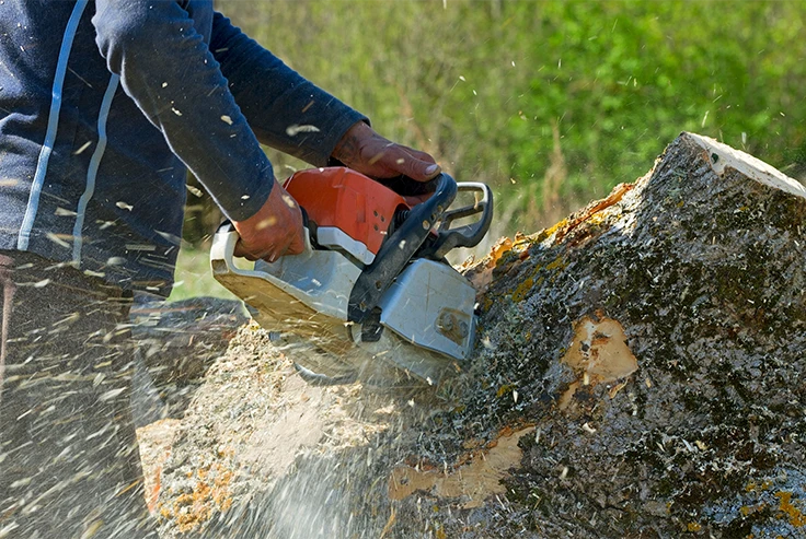 Tree Felling Services in Surrey - Carpenters Tree Care London
