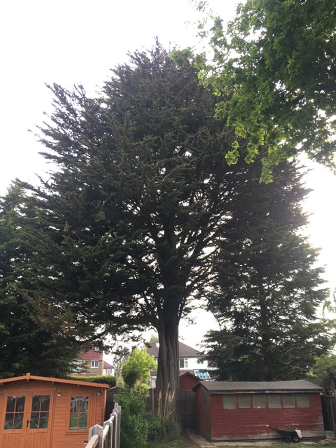 Tree Felling Worcester Park - Carpenters Tree Care