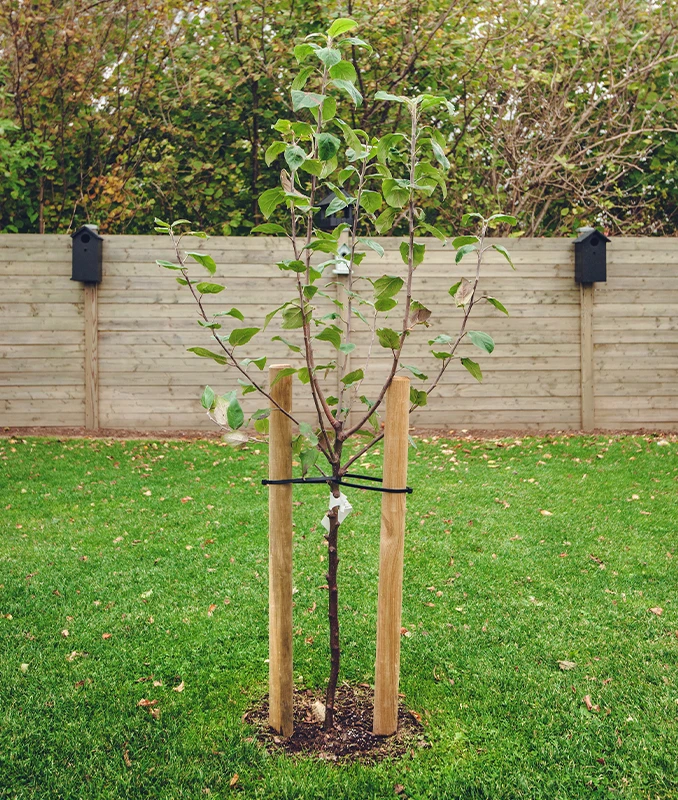 Tree Planting Services Surrey - Capenters Tree Surgeons London