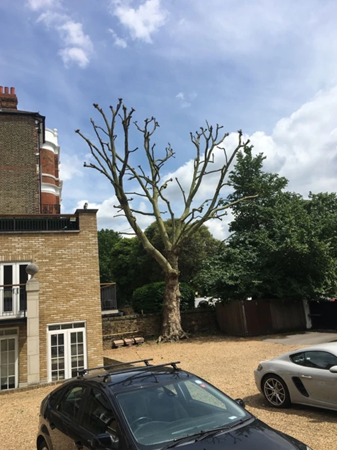 Tree Pollarding Clapham 1B - Carpenters Tree Care